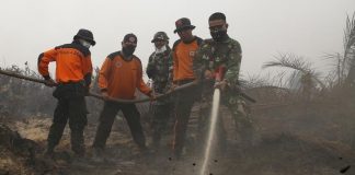 تراجع قياسي لغطاء الأشجار العالمي في 2016 بسبب الحرائق