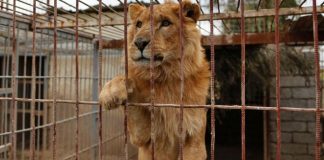 نقل الأسدين “سيمبا” و”سعيد” إلى حديقة حيوان في جنوب أفريقيا بعد معاناة مع الحرب