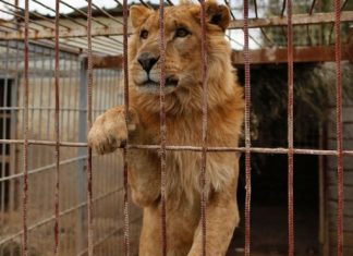 نقل الأسدين “سيمبا” و”سعيد” إلى حديقة حيوان في جنوب أفريقيا بعد معاناة مع الحرب