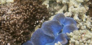 حلقة هائلة من ابيضاض المرجان تُهدّد 850 مليون شخص