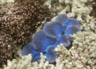 زيادة حموضة المحيطات تهدد الشعاب المرجانية بالتحلل