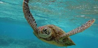 اكتشاف «حقائق مذهلة» عن السلاحف البحرية