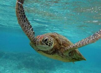 تغير المناخ يفاقم معاناة السلاحف البحرية على جزيرة قبرص