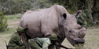 نفوق آخر ذكر في العالم من وحيد القرن الأبيض الشمالي