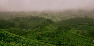 علماء يعدلون مورثةً واحدةً لإنتاج نباتات مقتصدة في استهلاك المياه