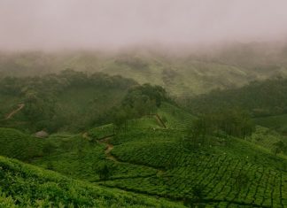 علماء يعدلون مورثةً واحدةً لإنتاج نباتات مقتصدة في استهلاك المياه