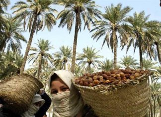 العراق ينوي إحياء «محصوله الأسطوري»