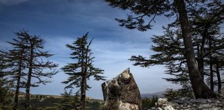 «نيويورك تايمز»: خطر الإبادة يتهدّد أشجار الأرز في لبنان!