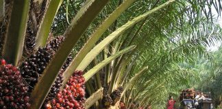 إعلان أسماء الفائزين بمسابقة “النخلة بألسنة الشعراء” بدورتها السابعة