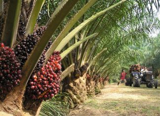 هل يتحول زيت النخيل إلى منتج يخدم التنمية المستدامة؟