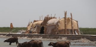 انخفاض منسوب المياه في منطقة الأهوار العراقية يهدد الحياة البرية