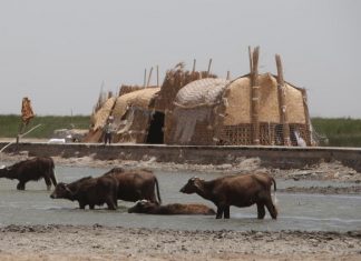 انخفاض منسوب المياه في منطقة الأهوار العراقية يهدد الحياة البرية