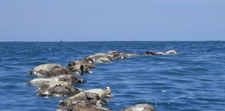 العثور على نحو 300 سلحفاة مهددة بالانقراض نافقة قبالة ساحل المكسيك