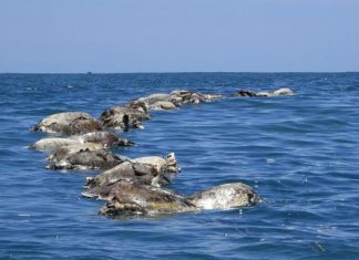 العثور على نحو 300 سلحفاة مهددة بالانقراض نافقة قبالة ساحل المكسيك