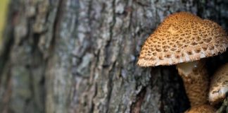 اكتشاف علمي صادم… فطر يلتهم البلاستيك