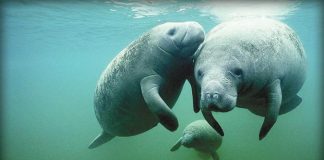 «بيئة أبوظبي» وتوتال تنفذان برنامجاً بحثياً لدراسة تأثير تغير المناخ على أعشاب وأبقار البحر