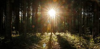 عالم سويدي يصنع وقودا من مخلفات الأشجار