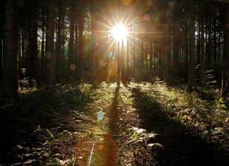 علماء: إدارة الغابات يمكن أن تؤثر على فوائدها الصحية