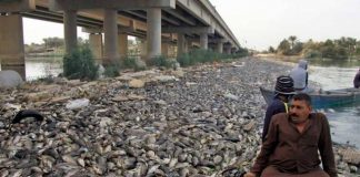 جمعية بيئية تفسر أسباب نفوق الأسماك في العراق