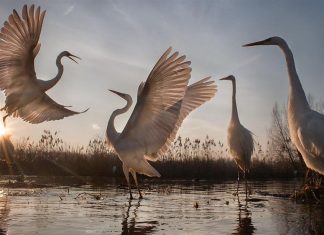 إطلاق مشروع «لؤلؤة الشارقة» في جزيرة صير بونعير