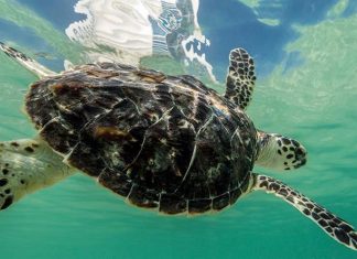 الإمارات: إطلاق الخطة الوطنية للمحافظة على السلاحف البحرية