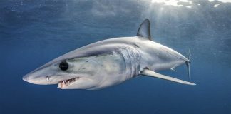 17 نوعاً من أسماك القرش مهدد بالانقراض