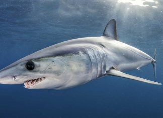 17 نوعاً من أسماك القرش مهدد بالانقراض