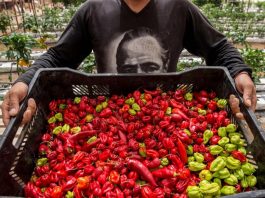 تشيلي تزرع الخضروات في أكثر صحارى العالم شحاً من المياه