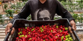 تشيلي تزرع الخضروات في أكثر صحارى العالم شحاً من المياه