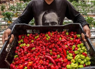 تشيلي تزرع الخضروات في أكثر صحارى العالم شحاً من المياه