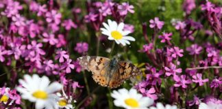 أسراب من الفراشات تحلق في مروج لبنان بأعداد لم تحدث منذ 100 عام