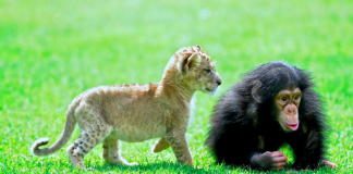 مليون نوع نباتي وحيواني مهدد بالانقراض
