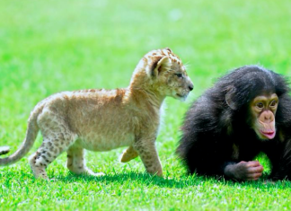 مليون نوع نباتي وحيواني مهدد بالانقراض