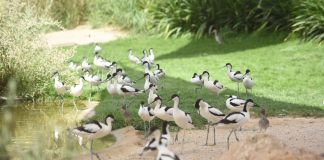 اعتماد محمية واسط ضمن قائمة الأراضي الرطبة ذات الأهمية العالمية