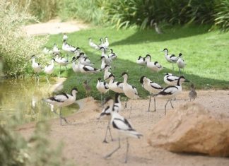 اعتماد محمية واسط ضمن قائمة الأراضي الرطبة ذات الأهمية العالمية