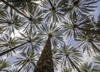 «الإمارات للفضاء» تجرّب زراعة النخيل في المريخ