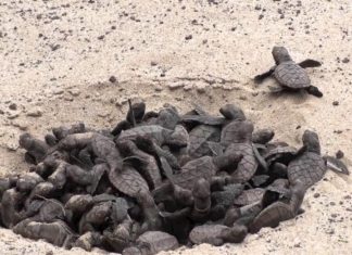 تفقيس 400 سلحفاة مهددة بالانقراض على شاطئ في أبوظبي
