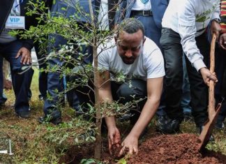 إثيوبيا تزرع 224 مليون شجرة في يوم واحد
