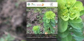 العدد الخامس والخمسون من نشرة “النافذة الخضراء”