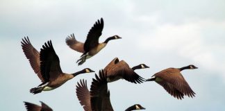 الإوز البري يتكيف مع التغييرات المناخية