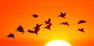 ثلثا الطيور في أميركا تواجه خطر الانقراض بسبب وتيرة تغيُّر المناخ