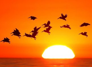 دراسة تحذّر: عدد كبير من طيور إفريقيا مهددة بالانقراض