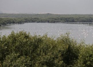 الإمارات: زراعة 283 ألف متر مربع بأشجار القرم لحماية الأسماك الصغيرة زراعة 283 ألف متر مربع بأشجار القرم لحماية الأسماك الصغيرة