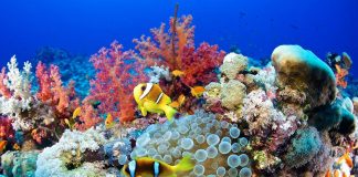 دراسة: شعاب الخلجان الساحلية القاسية أكثر قدرة على مقاومة ضغوط المناخ الشعاب المرجانية