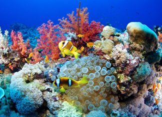 العالم يصل إلى نقطة تحول مناخية تهدد الشعاب المرجانية الشعاب المرجانية