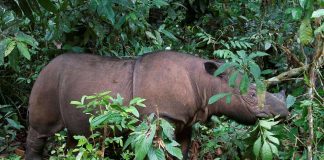 نفوق آخر وحيد قرن سومطري في ماليزيا