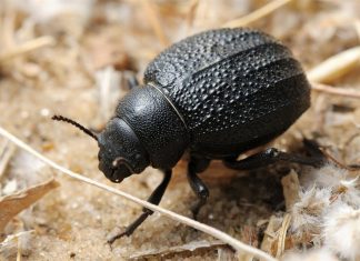 «طريقة الخنفساء»… الأفضل لحصاد مياه الضباب