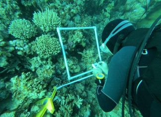 وزارة البيئة المصرية تنهي 50% من أول مسح بحري شامل لمنطقة خليج العقبة