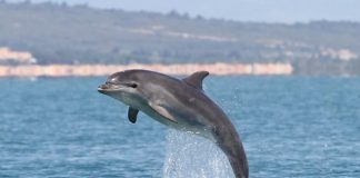 انتزاع ثلاثة أمتار من الخراطيم البلاستيكية من معدة دولفين على السواحل المصرية دولفين