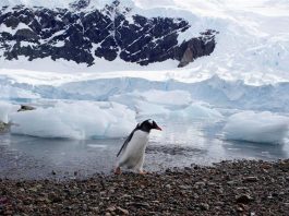 ذوبان 20% من جليد القارة القطبية الجنوبية خلال 10 أيام فقط